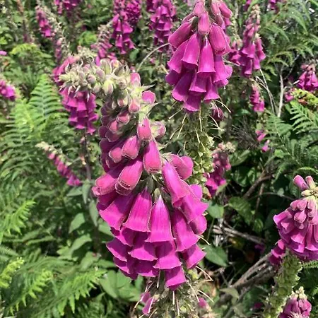 Benfeito * Campo Benfeito