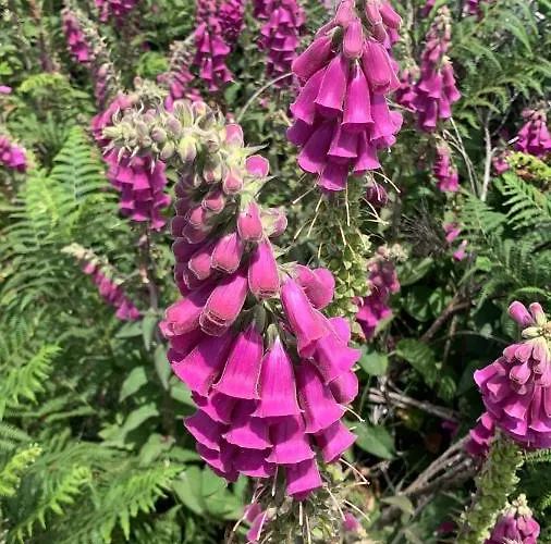 Benfeito * Campo Benfeito